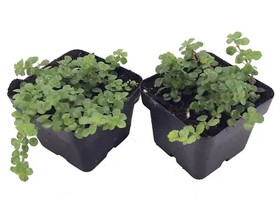 Large Leaf Baby Tears - Pilea Depressa - 2 Plants 3  Pots • $12.99