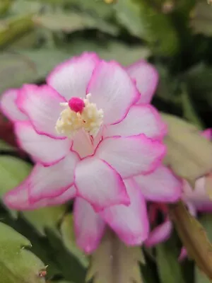 Zygo Cactus ❤️  No ID.  In 75mm POTS” ❤️ Established Plants • $7