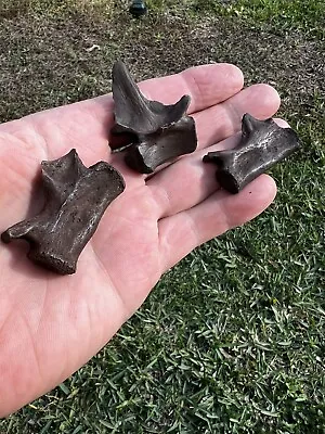 Florida Fossil Gator Vertebra Lot • $28