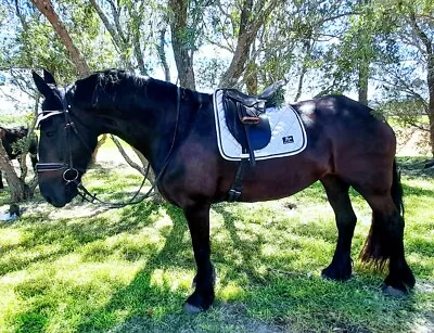 Sound Advice White Glitter Dressage Saddle Pad / Bonnet Set • $88