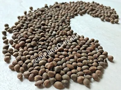 Rivea Corymbosa All Natural Viable Untreated  Seeds ~ Schmerbals Herbals • $125