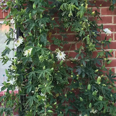£12.99 • Buy Passiflora 'Snow Queen' White Passion Flower Hardy Shrub Climber | 9cm Pot