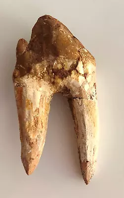 A Rare Tooth From An Early Aquatic Mammal Basilosaurus Matrix Free Eocene. • £55