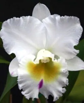 Cattleya  Orchid Plant Seedling..Rlc Dals Passion  White Christmas  X Self • $12