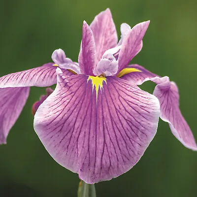 Iris Laevigata ‘ Rose Queen' LIVE Plant Aquatic Pond Marginal Bog • £6.50