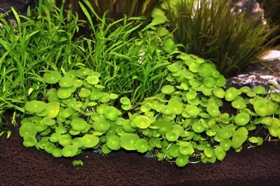 6 X 5 Cm Pots Of Vallisneria Spiralis • £28.55