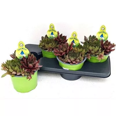 Sempervivum Trio Mix - 3 Plants Mix Growing In A 12cm Pot. Succulents For In/out • £8.99