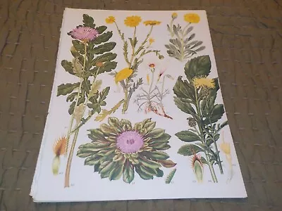 BOTANICAL PRINTS -9 X 12 Lot Of 12 Vintage Botanical Book Plates • $8.99