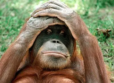 CONFUSED ORANGUTAN GLOSSY POSTER PICTURE PHOTO Ape Monkey Island Gorilla 1615 • $12.99