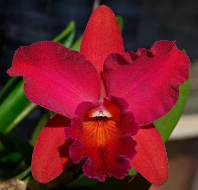 $9 • Buy Orchid -Cattleya Pot. (Bright Hawaii X Little Toshie) 'DW#2' X Blc. (Tokyo Magic