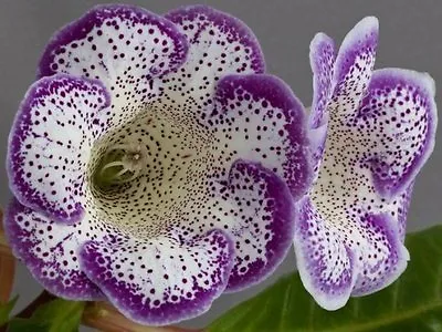 £2.99 • Buy Russian Gloxinia Seeds Speckle Purple Flowers F1 Hybrids