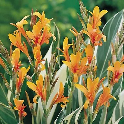 Canna Stuttgart Plant In A 17cm Pot • £9.99