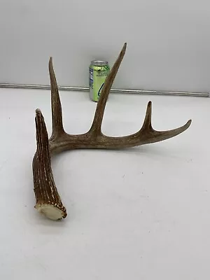 57 Inch Big Wild Whitetail Deer Antler Shed Mount Antlers Decor Buck Horns Rack • $34.99