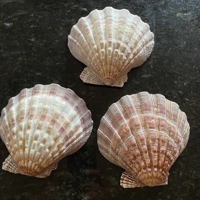 $9.99 • Buy 3 Large Lions Paw Scallops 5-6  Seashell For Baking Smudging Crafts Beach Decor.