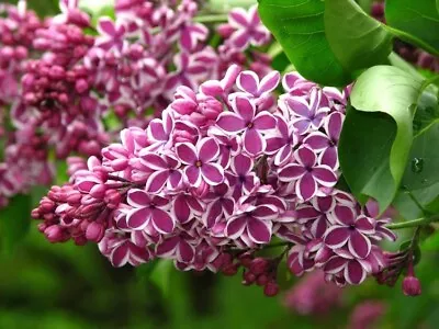 £3.99 • Buy Syringa Vulgaris Sensation  - Scented Lilac Garden Shrub