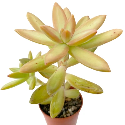 £4.95 • Buy Golden Sedum (Sedum Adolphii) Trailing Succulent House Plant Potted Or Cuttings 