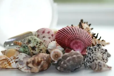 Shells Mixed Sea Shells 750g Aquarium Craft Beach Table Wedding Decoration • £9.95