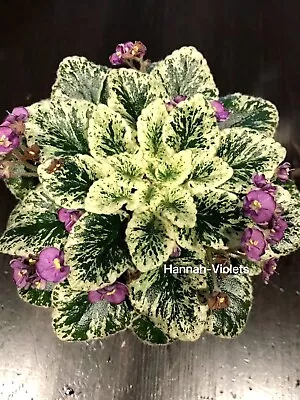 African Violet  “Grape Treat” Live Plant In Pot(Miniature) • $12.99
