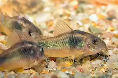 Bronze Corydoras Catfish Juveniles 1-2.5  - Group Of 5 • $19.99