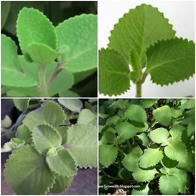 2 Cuban Oregano~Mexican Mint~Spanish Thyme~Well Rooted Plant 5 To 7 Inches • $6.99
