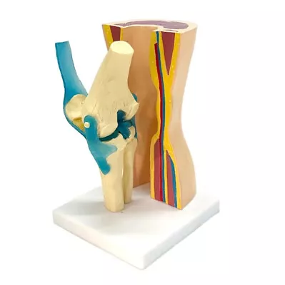 Human Knee Joint Removable Curved Simulation Skin Muscle Skeleton Teaching Model • $52.78