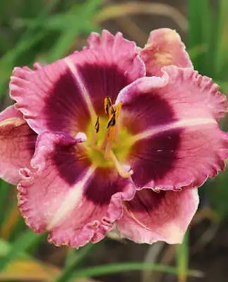 MacBeth Eyezone Daylily - 3 Root Divisions • $28.96