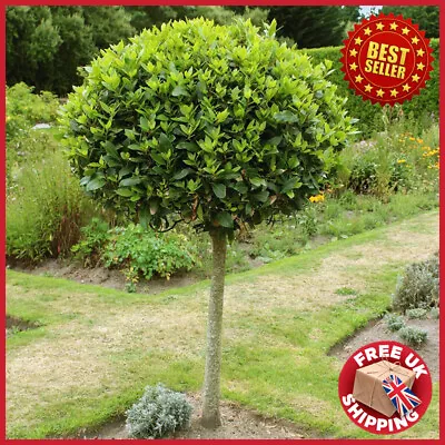 Evergreen Sweet Bay Tree Standard Lollipop Tree 70-80cm Tall • £37.98