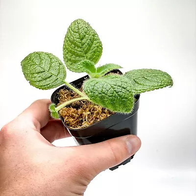 Episcia Sphalera (2.5  Pot) / Live Terrarium Plant / Houseplant / Rare Plant • $28.95