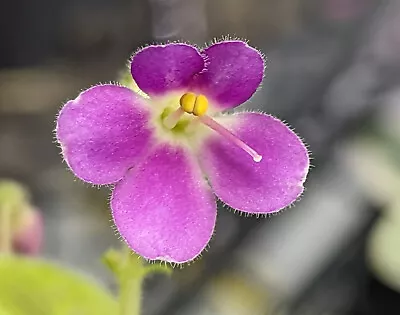 African Violet Plant * MORGANS DECLAN Duff * Miniature C. Eros 2010 Heat Pack • $8