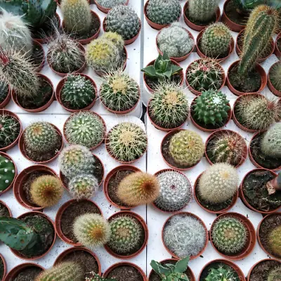 Cactus - Finest Mix  Seeds • £2.99