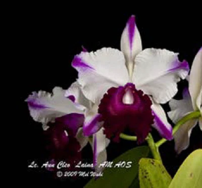 $31 • Buy Orchid Plant 0349. Cattleya (Rlc)  Ann Cleo 'Liana' Nice Plant In 100mm Pot