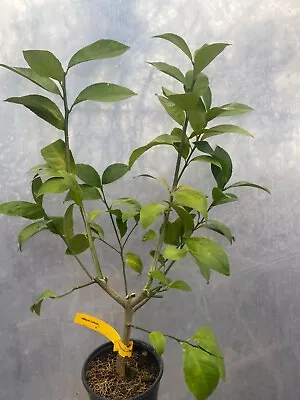 Meyer Lemon Tree     🍋 • $52