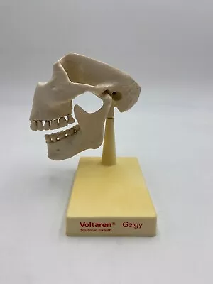 Vintage GEIGY Temporomandibular Joint Anatomical Model • $49.95