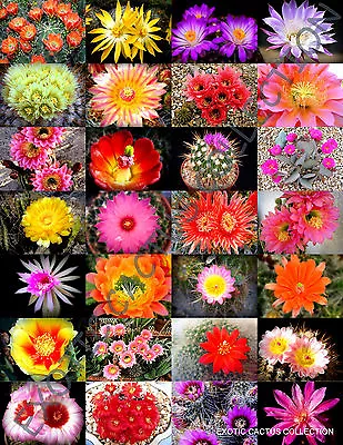 COLOR CACTUS MIX @j@ Exotic Cacti Flowering Desert Succulent Plant Seed 20 Seeds • $8.99