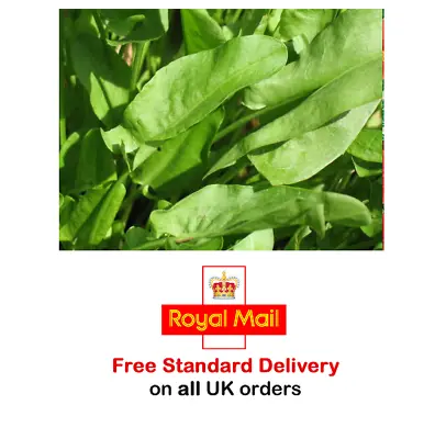 £2.95 • Buy 1000 X SORREL SEEDS - Sow March To May - Fast Dispatch - Grow Your Own Herbs