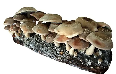 Root Mushroom Farm/Shiitake  Mushroom Grow Kit/ Harvest In 10 Days • $34.99