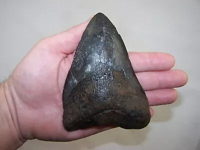 5.23  MEGALODON Fossil Shark Tooth Teeth / 12.5 Oz /NO RESTORATION /Not Dinosaur • $69