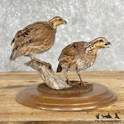 #27213 E+ | Bobwhite Quail Taxidermy Bird Mount For Sale • $830