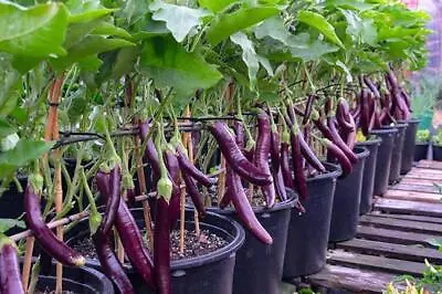 EGGPLANT PING TUNG LONG 25/50/100seeds No Peel Sweet Tender Heat OK * • $2.10