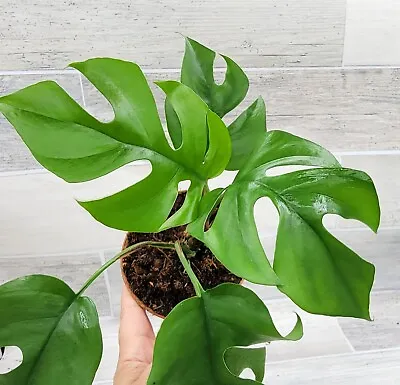 Monstera Minima raphidaphora Tetrasperma Philodendron Minima In 4  Pot • $18.99