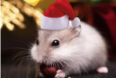 Small Animals Pet Santa Claus Hat Rabbit Hamster Rats Festival Costume Christmas • £3.50