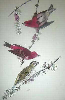 Audubon  1st Ed Octavo     CRESTED PURPLE FINCH       1840 Original Lithograph • $95