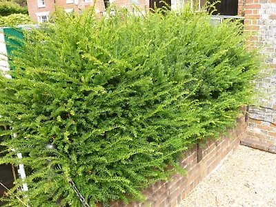 Taxus Baccata Yew Evergreen Hedging Bare Root 30-45cm Plant 10-pack • £34.99