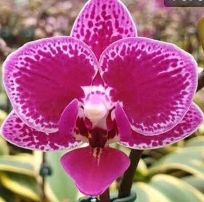 $65 • Buy FPOrchids Phalaenopsis Chia E Yenlin - Variegated