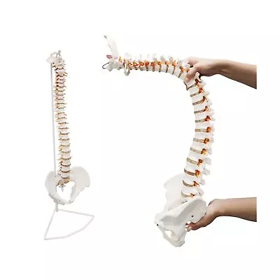 Life Size Human Spine Model 34  Flexible Spinal Cord With Hyoid Bone Hernia... • $121.68