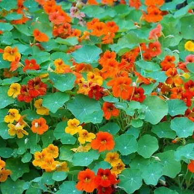 Nasturtium TALL MIX Mixed Colors Edible Flowers HEIRLOOM Non-GMO 20 SEEDS! • $4.48