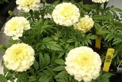 Marigold Seeds Vanilla Marigold 50 Seeds White Marigold • $6.75