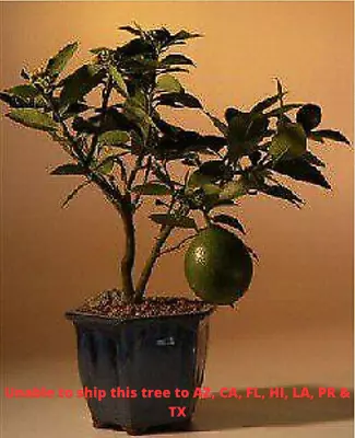 Bonsai Lemon Tree Flowering Citrus Meyer Lemon  14  Tall Live Home Decor • $165.95