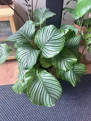 Beautiful Indoor Plants For Sale  - Money Tree/ Monstera/ Acacia And More.. • £30