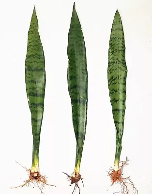 3 X Sansevieria Trifasciata Snake Plants - Mother-in-law´s Tongue Plants 30cm+ • $30